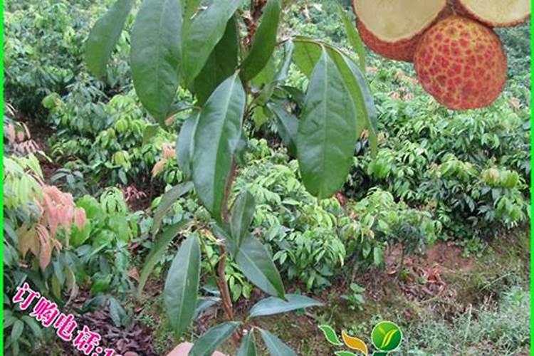 荔枝幼苗用什么肥料好