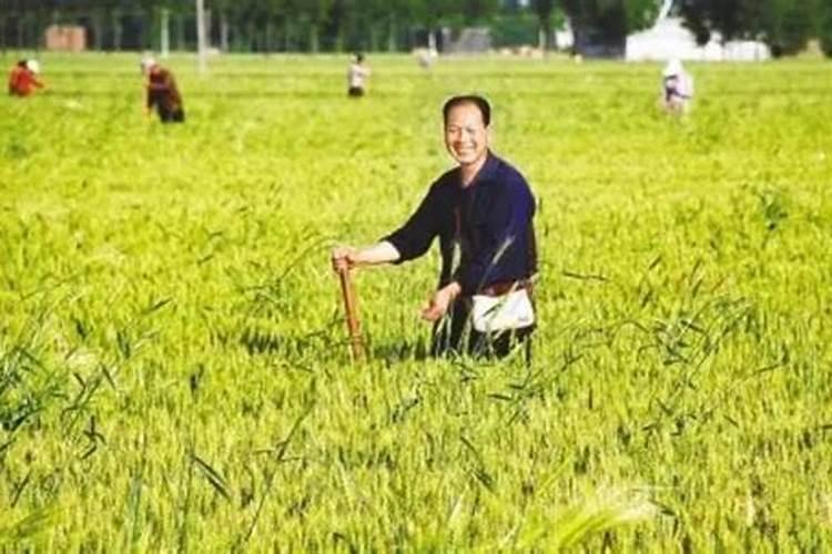 下雨天可以施肥吗 下雨天可以给农作物施肥吗