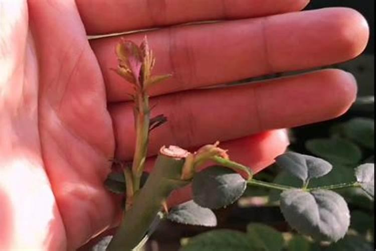 月季花如何正确施肥每月开花？