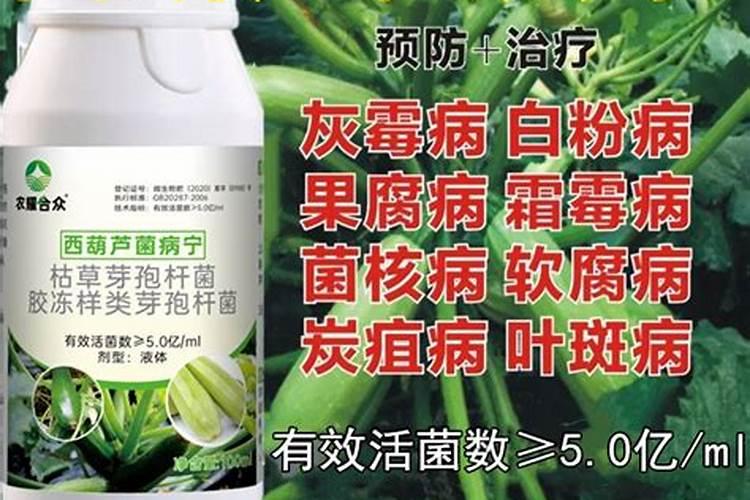 西葫芦开花不坐果要点什么药