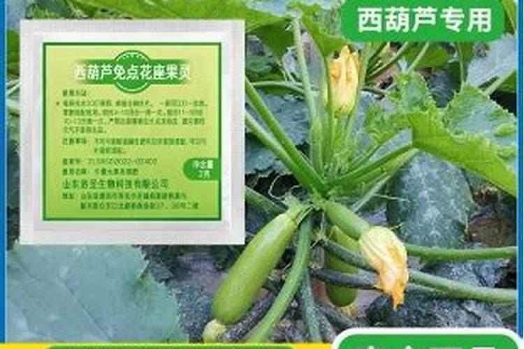 西葫芦开花不坐果要点什么药