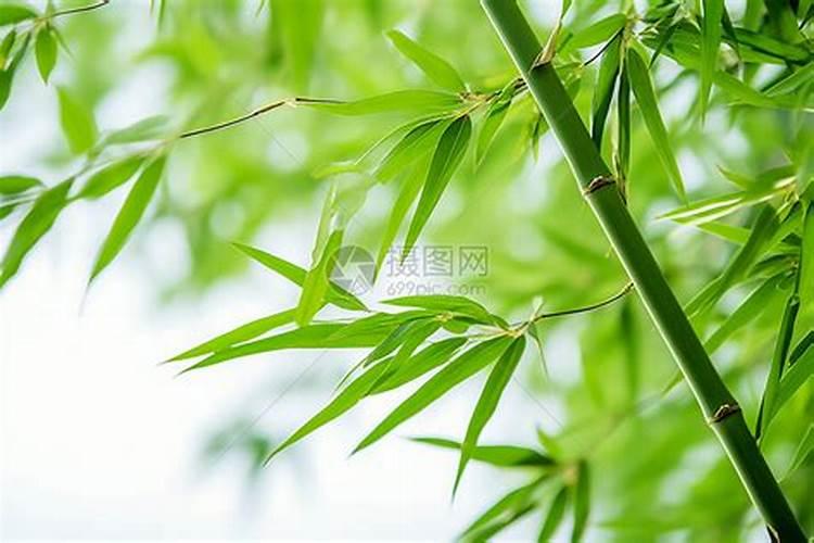 散竹叶黄什么怎么办？