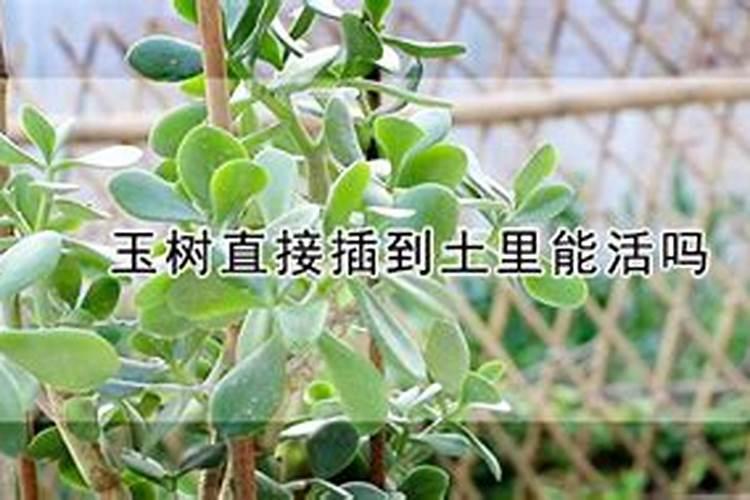 夏季如何养玉树满盆绿叶