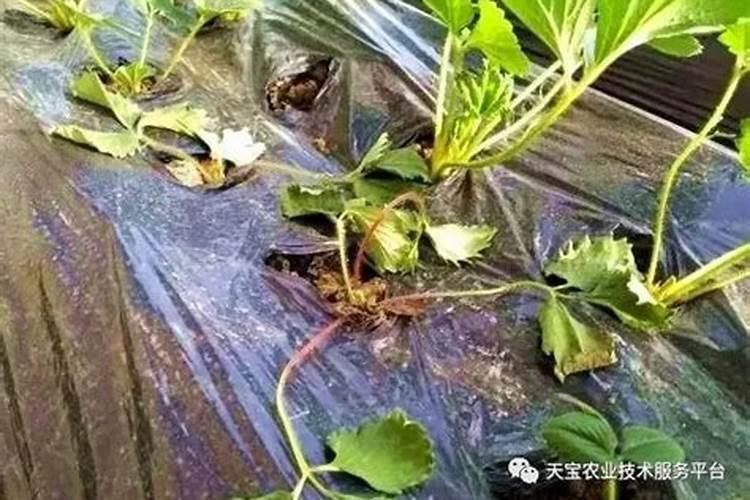 草莓高钾肥的使用方法