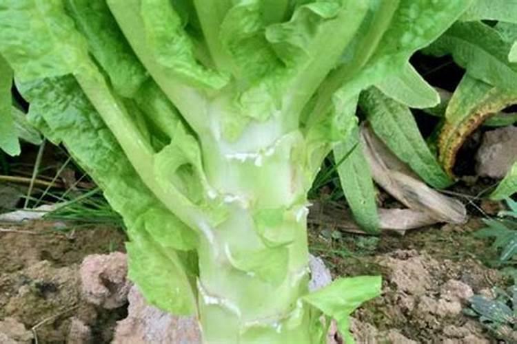 墨兰叶子卷曲枯黄是咋回事 墨兰叶子发干卷曲如何处理