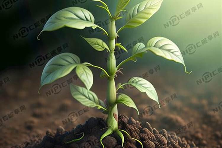种植大豆的肥料用量每亩用氮磷钾各多少公斤是最合理的？