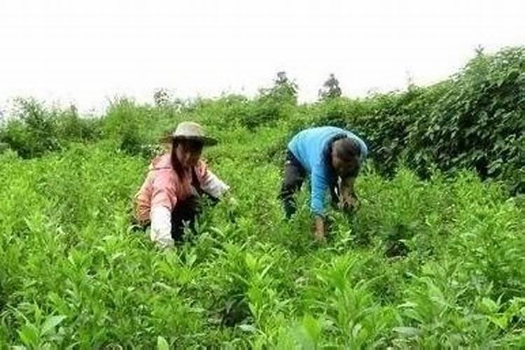 白术苗圃怎样种植