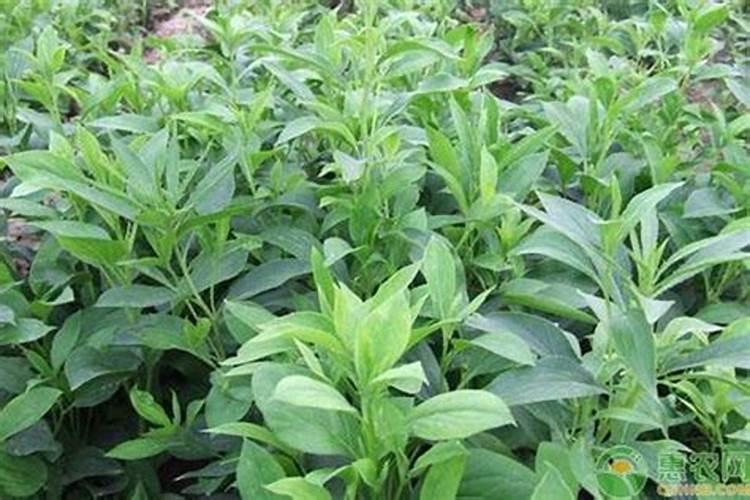 白术可以重茬种吗要隔几年
