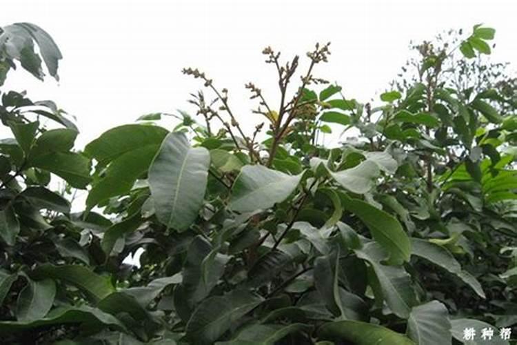 龙眼花期怎么管理