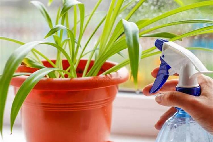 什么时候给杜鹃花喷叶面肥合适？