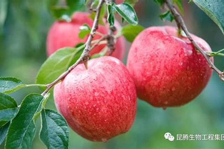 番茄落花落果怎么解决？什么原因造成的呢？