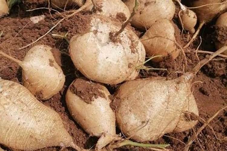 葛薯的功效与作用