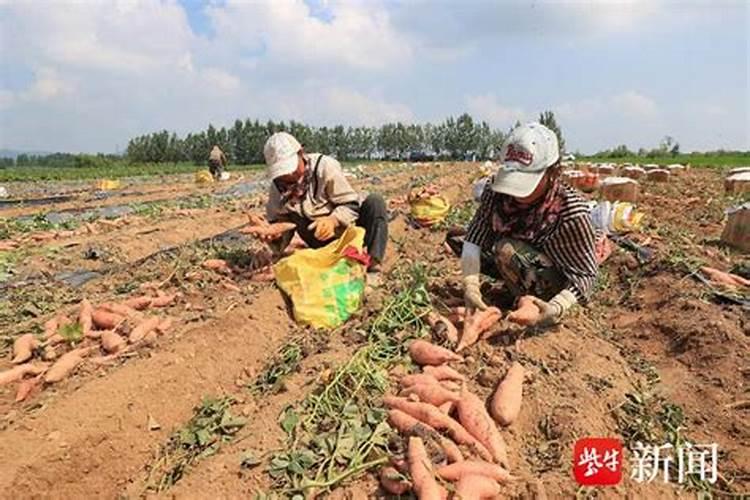 山葛薯的功效与作用