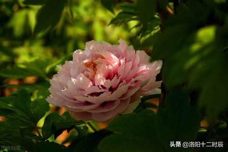 安吉白茶种植:茶园土壤板结的原因、原理及补救