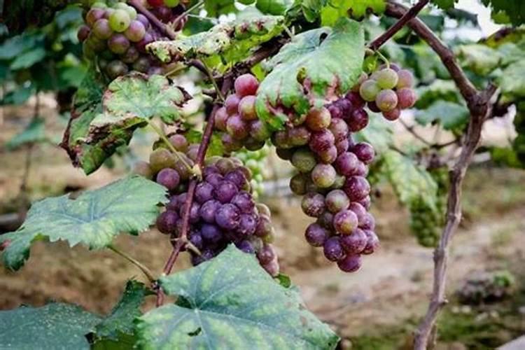 葡萄花芽分化时应多施什么肥料