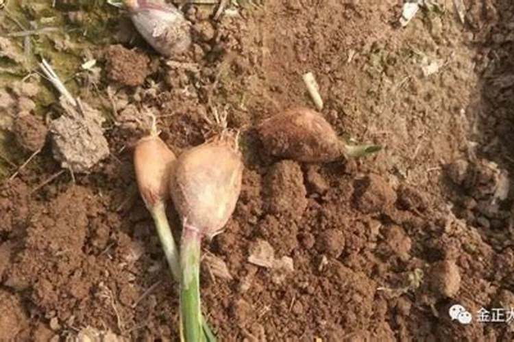 大蒜种植后可不可以施用农家肥？有什么依据呢？