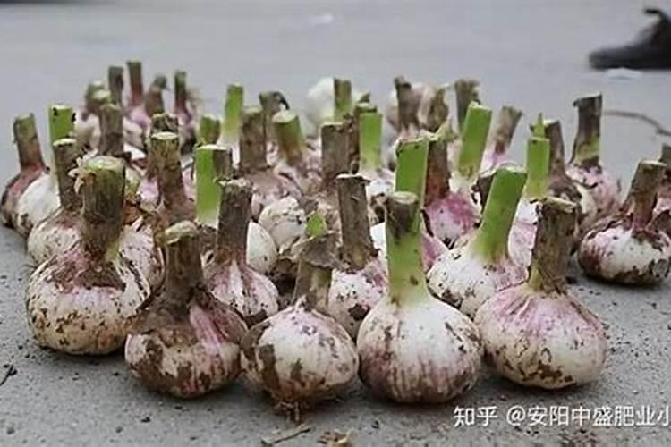 种植甘蓝到底应该施用硫酸钾还是氯化钾呢？为什么？