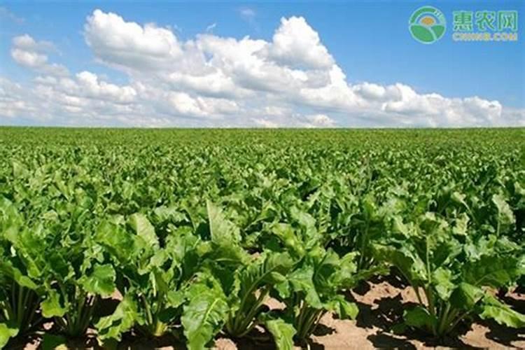 甜菜施肥用什么肥料