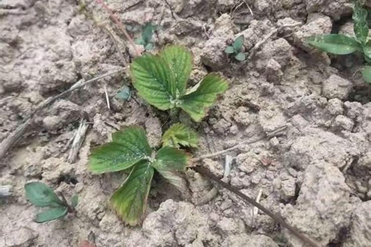 种植草莓用什么肥料最好
