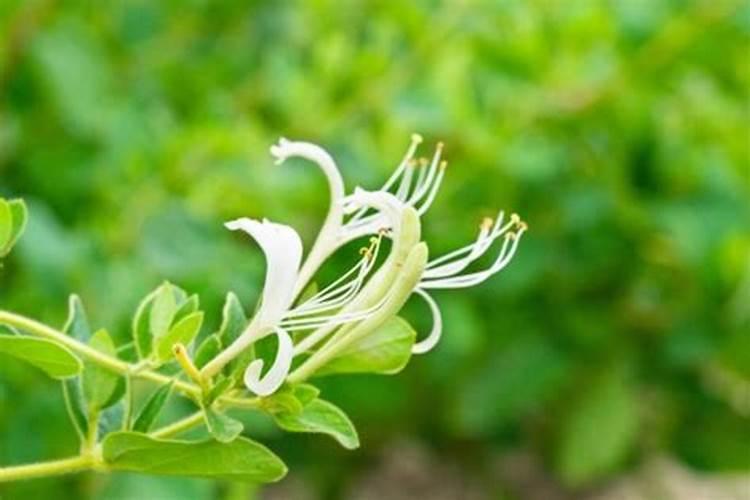 金银花的根腐可以用天清微量元素吗？