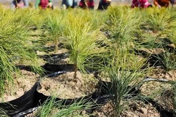 桉树一年施肥几次