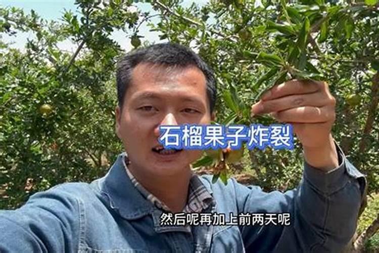 石榴裂果的原因及解决方法