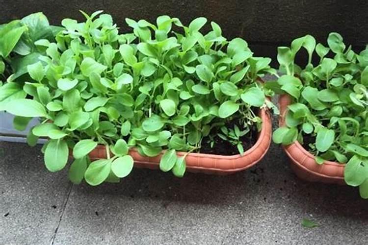磷酸二氢钾和芸苔素能和一起用吗