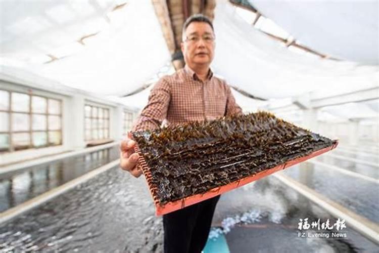 海带是怎么生长的？