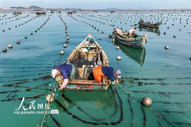 海带人工养殖