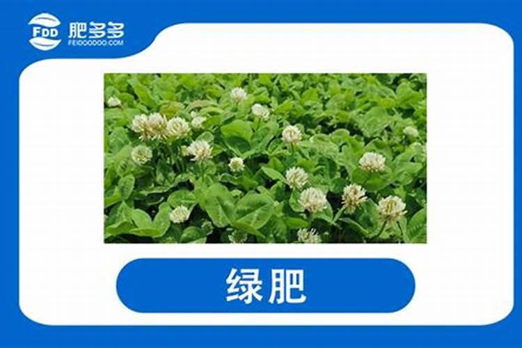 兔粪养花的好处和坏处,兔粪可以做草莓肥料吗