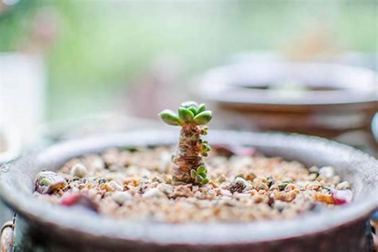 磷肥可以兑水浇花吗 磷肥对花卉的作用是什么