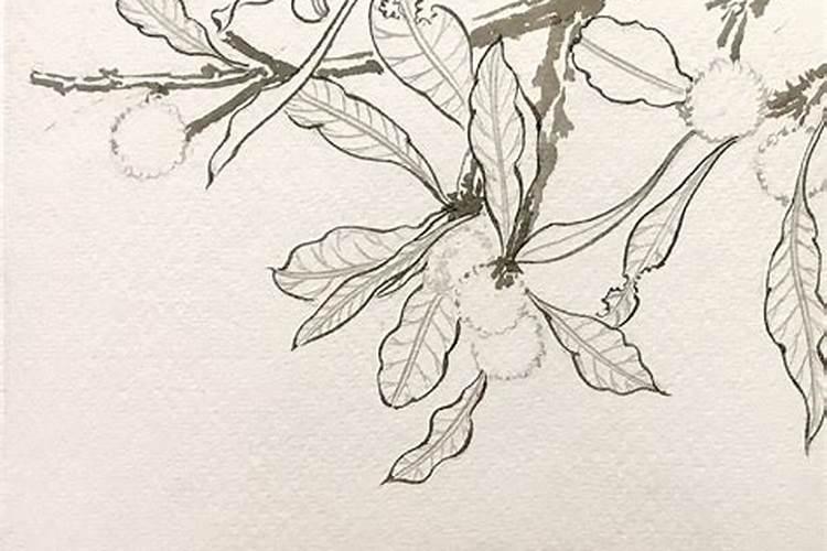 杨梅树苗施什么肥最好？