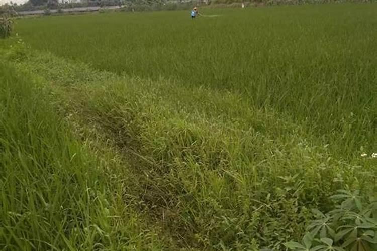 西葫芦露天种植怎么浇水施肥最好