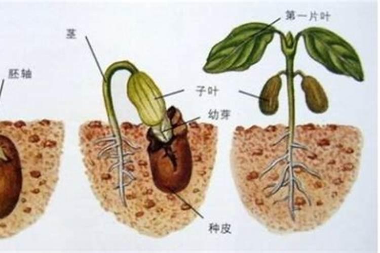绿植有什么叶面肥