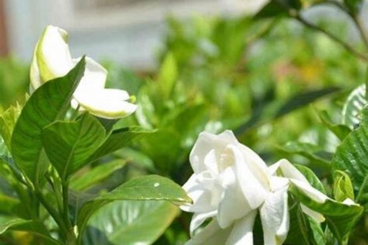 栀子花的施肥时间