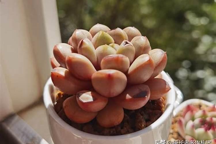 多肉植物冬天怎么养 冬季养护管理注意事项