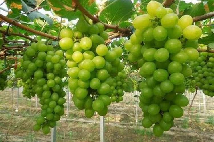 种植阳光玫瑰葡萄时,需要施什么肥呢？