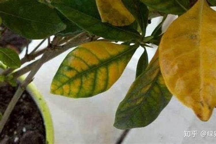 怎样对向日葵施肥