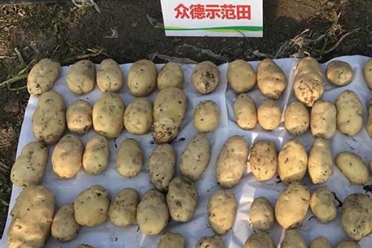 种植马铃薯施肥方法