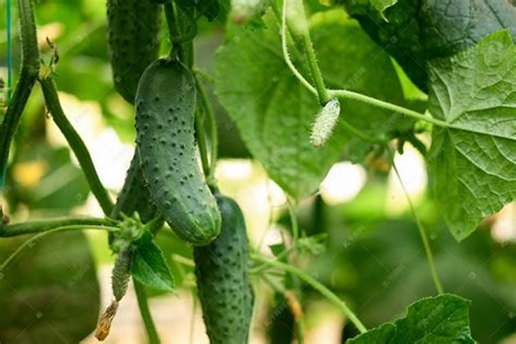 黄瓜结果期上什么肥？
