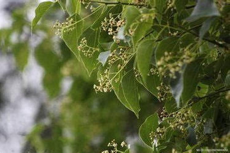 香樟树用什么肥料最好