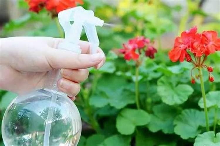 玫瑰花用什么水养最好