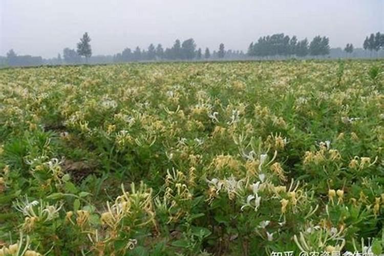 金银花开花前十天还能喷雾硼肥叶面肥吗？