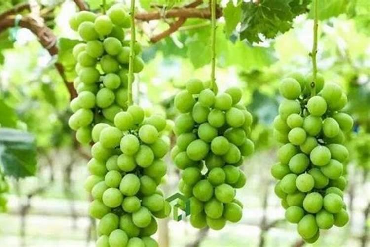 牡丹鹦鹉可以吃阳光玫瑰吗