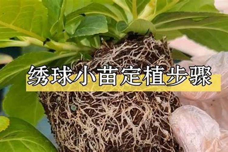 什么叫假植？为什么要进行假植育苗？