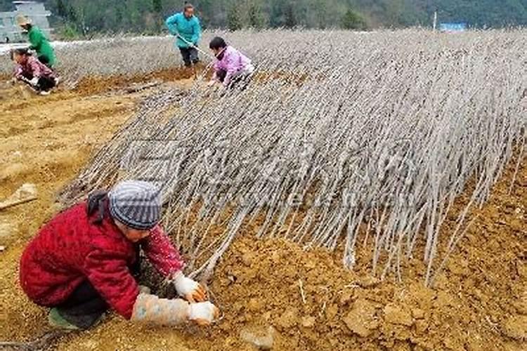 新买的天竺葵小苗怎么养