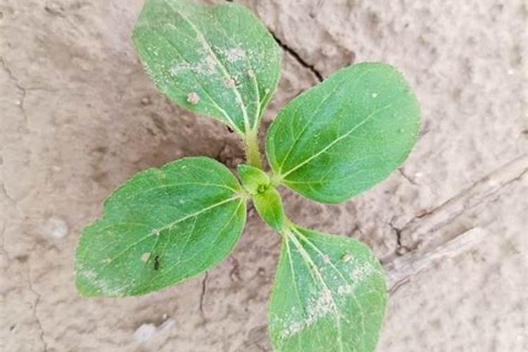 稻黄金叶面肥可以打小麦吗？