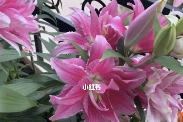 百合花可以用鸡蛋皮水浇吗？