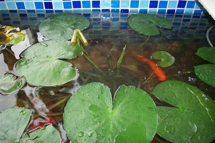 有谁知道百合花的习性,详细点的