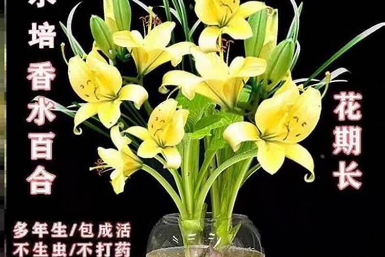 喝百合花,菊花的好处